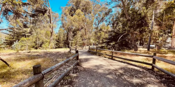 Monarch Butterfly Grove