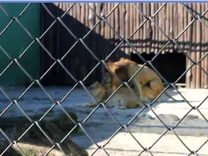Complexo Ambiental Cyro Gevaerd Zoologico