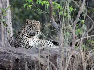 Satpura National Park
