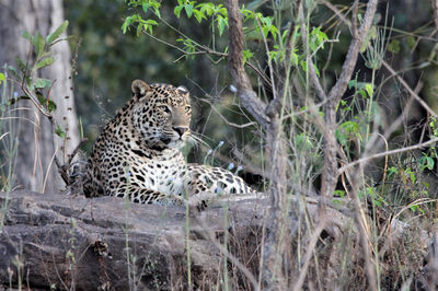 Satpura National Park