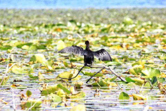 Golubovci Urban Municipality