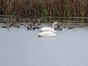 Riecks Lake Park and Camp Ground