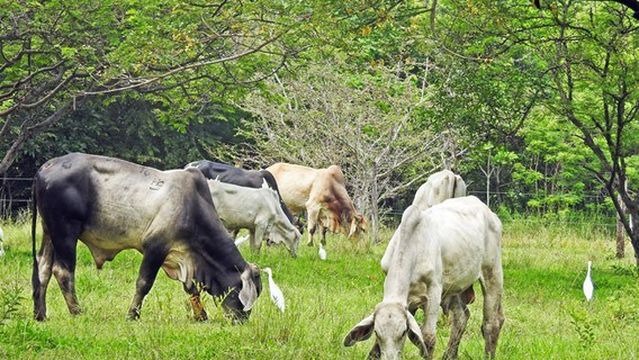 Centro de Rescate Las Pumas