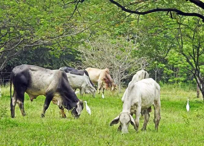 Canas