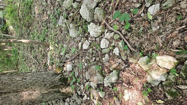 Jane Coates Wildflower Trail