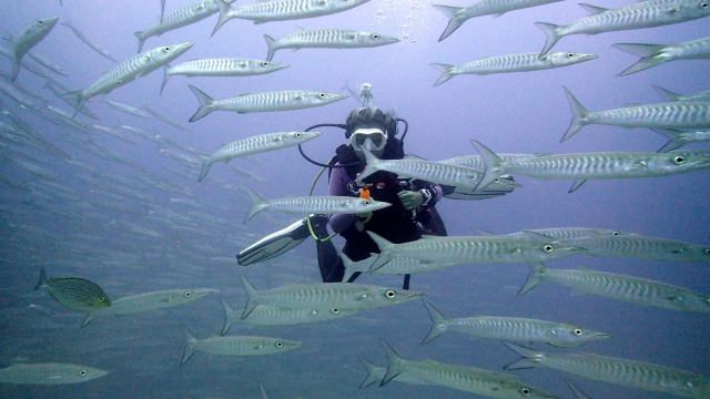 Diving Koh Tao | Scuba Birds PADI Dive Center
