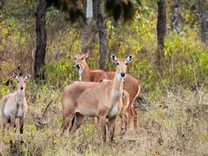 Rajaji Tiger Reserve
