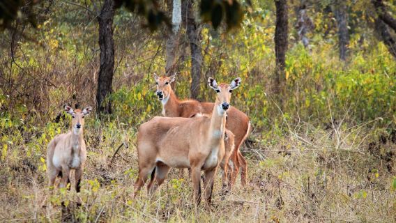 Rajaji Tiger Reserve