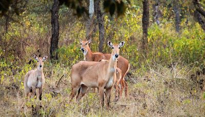 Rajaji National Park
