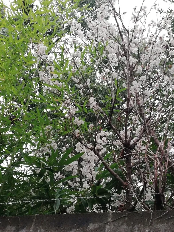 5_Hebizuka Kofun Ancient Tomb