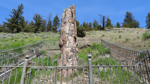Petrified Tree