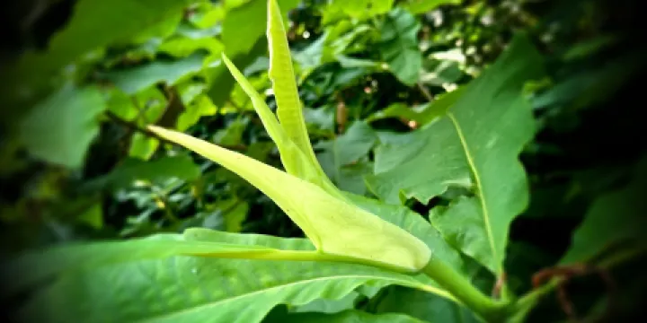 De Tuinen van de Wiersse