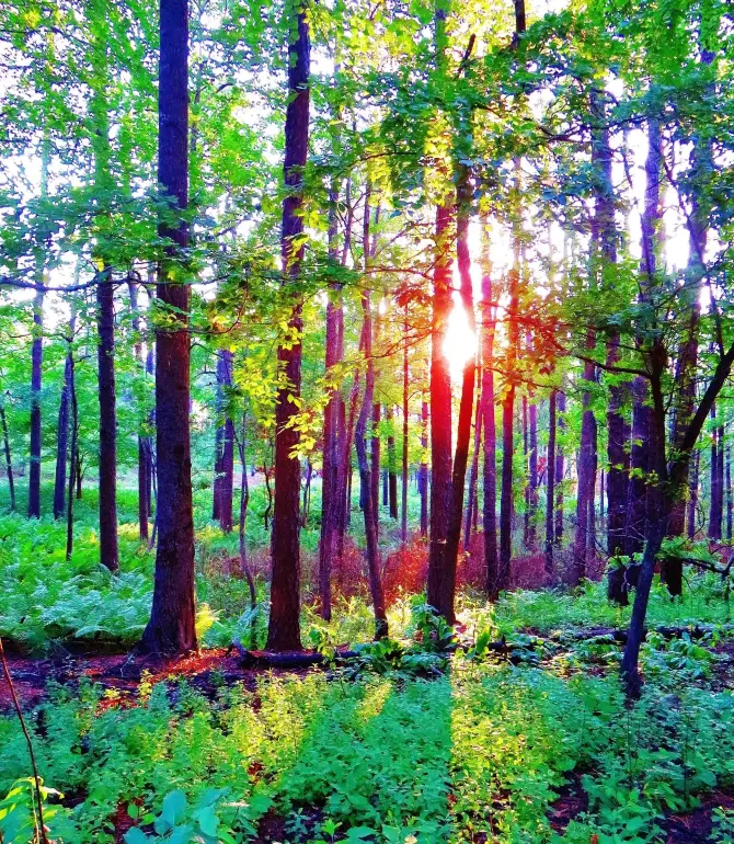 Southern Pines