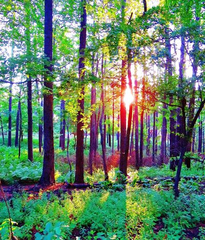 Reservoir Park