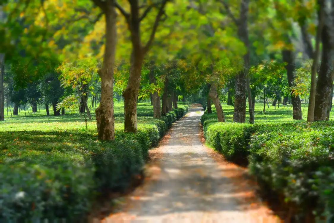 Hotels near Wah Tea Estate