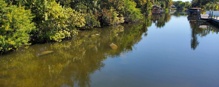 Berkeley Canal Manatee Observation Point