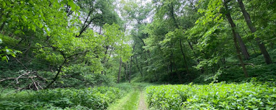 Neale Woods Nature Reserve