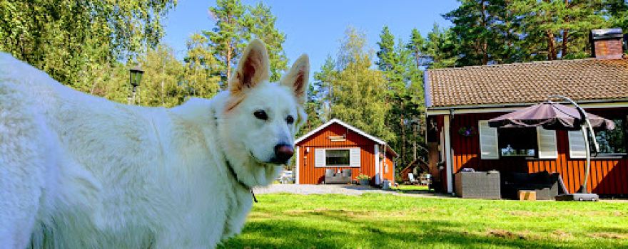 Sportfishing Dalsland