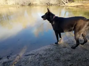 Wiggly Field Dog Park
