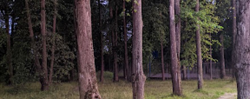 Staryy Park