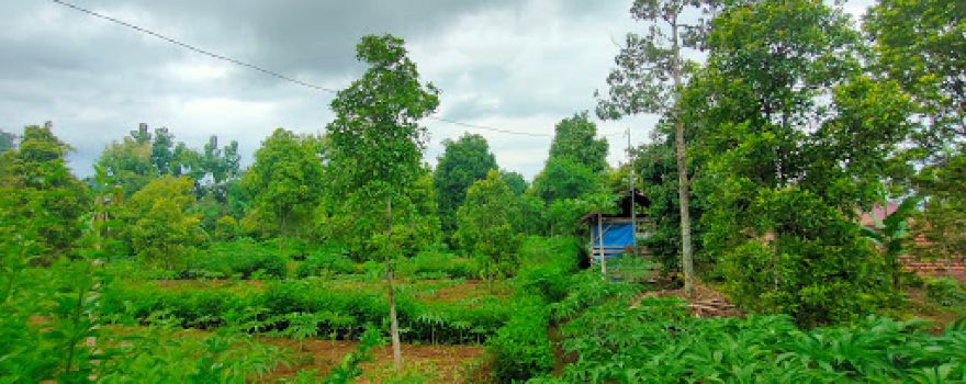 Kebun DURIAN Organik (Lereng Wilis) Segulung MADIUN