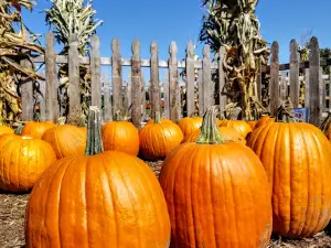Schuster's Farm