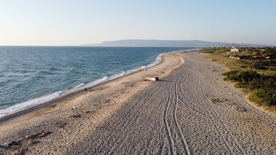Палми