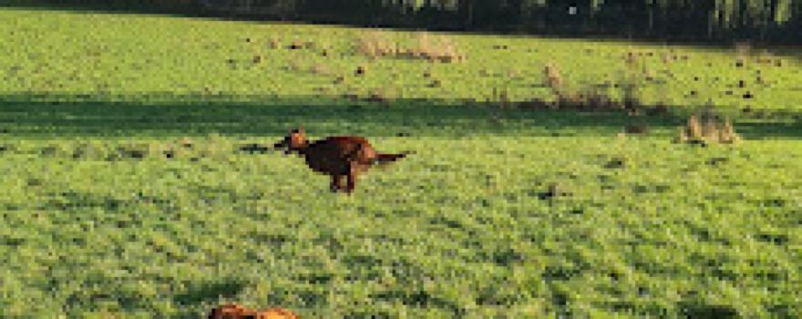 Merlin's Meadow Tewkesbury - Dog Park