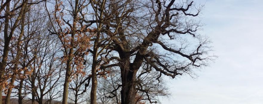 Dicke Eiche