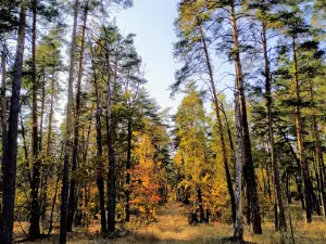 Verevochnyy Park "Yozhkiny Dorozhki"