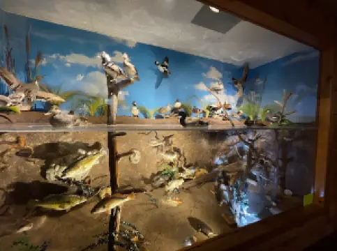 Beavers Bend Wildlife Museum