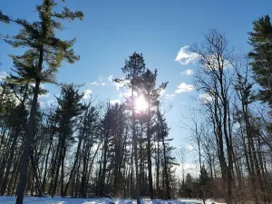 Ringwood Forest