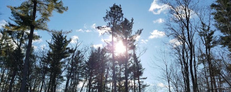 Ringwood Forest