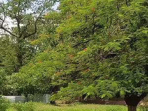 Public Garden