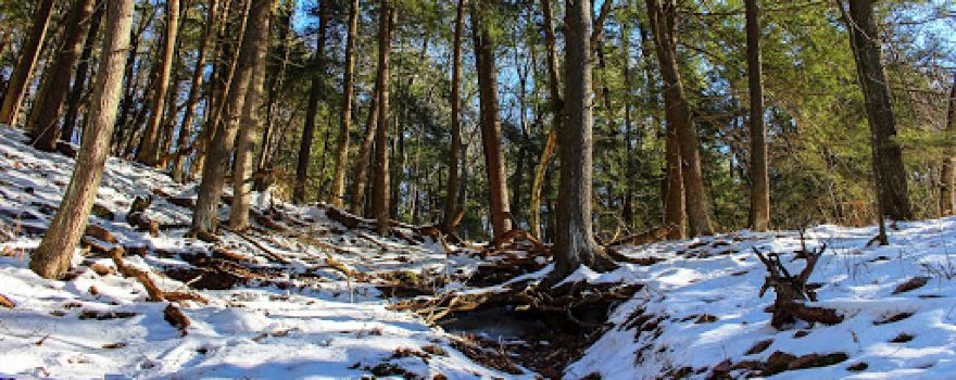 Pine Hollow State Natural Area