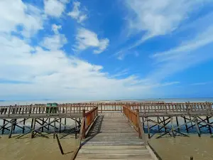 Mangrove Setapuk Besar