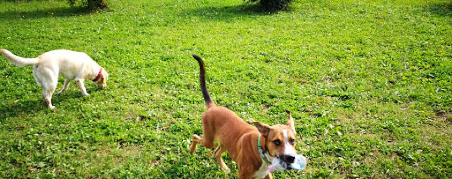 Spresiano Dogs Area