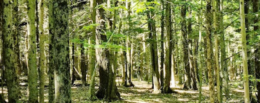 Winn Preserve