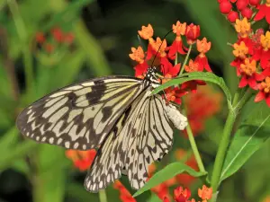 Papiliorama