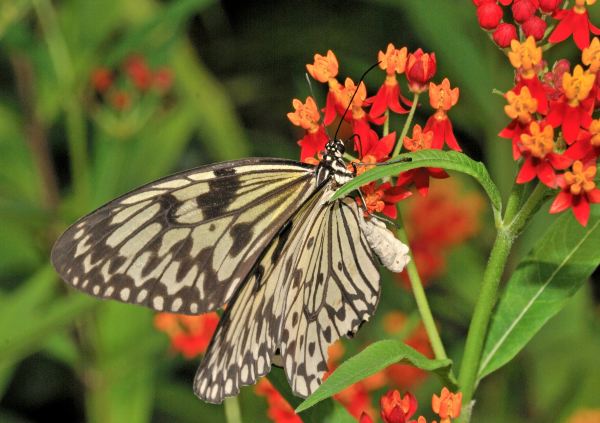 Papiliorama