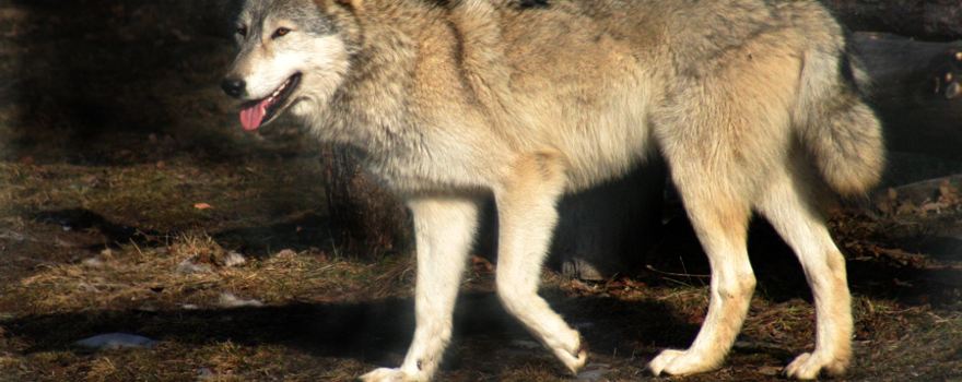 Wolf Mountain Nature Center