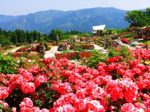 Kanoya Rose Garden