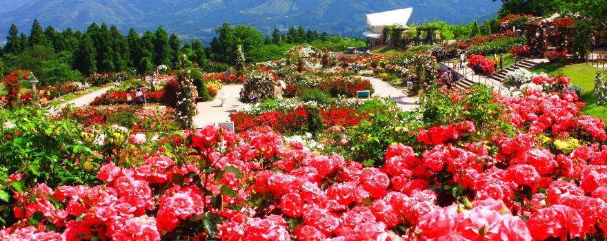 Kanoya Rose Garden