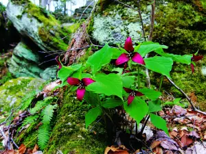 Panama Rocks Scenic Park