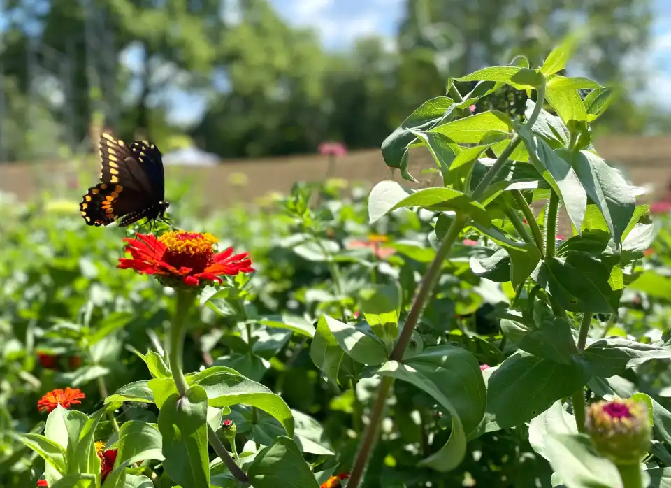Garfield Park Conservatory Tickets [2026] - Promos, Prices, Reviews ...