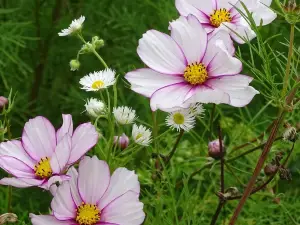 Botanischer Garten