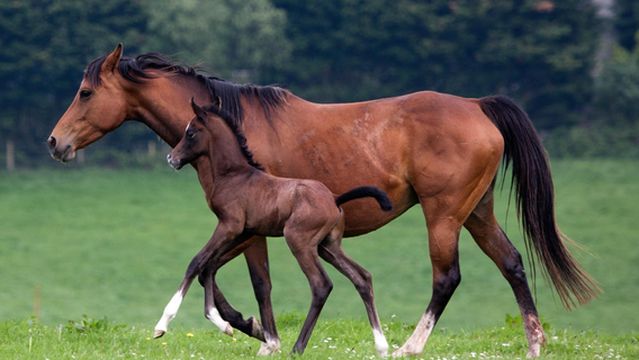 Polmartin Riding Ltd