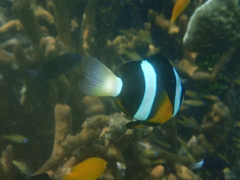 Derawan Archipelago