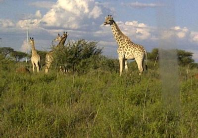 Mafikeng Game Reserve