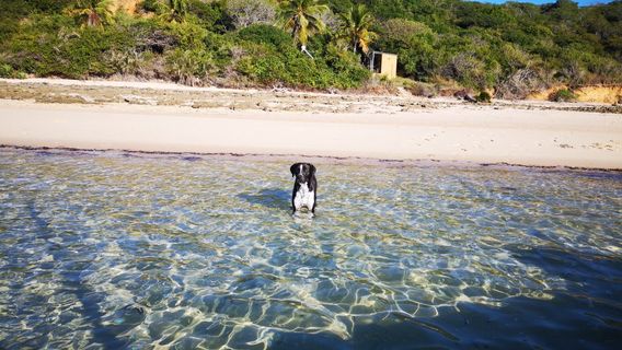 Sailaway Dhow Safaris